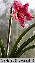 Hippeastrum (amarylis (ogr.))