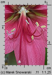 Hippeastrum (amarylis (ogr.))