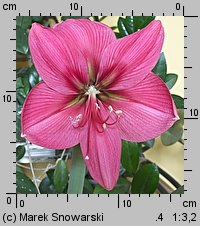 Hippeastrum (amarylis (ogr.))