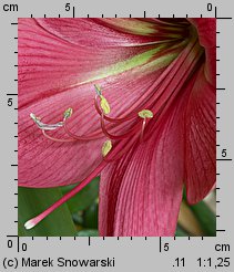 Hippeastrum (amarylis (ogr.))