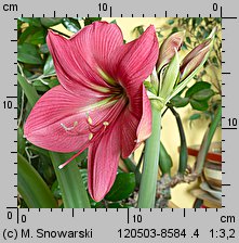 Hippeastrum (amarylis (ogr.))