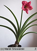 Hippeastrum (amarylis (ogr.))