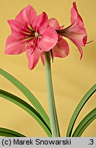 Hippeastrum (amarylis (ogr.))