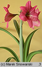 Hippeastrum (amarylis (ogr.))