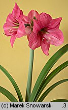 Hippeastrum (amarylis (ogr.))