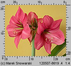 Hippeastrum (amarylis (ogr.))