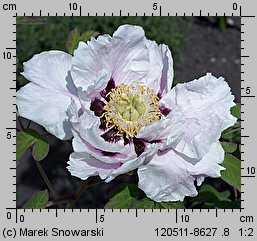 Paeonia suffruticosa (piwonia krzewiasta)