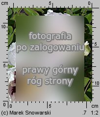 Paeonia suffruticosa (piwonia krzewiasta)