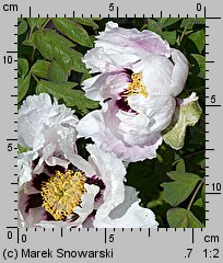 Paeonia suffruticosa (piwonia krzewiasta)