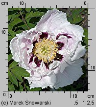 Paeonia ×suffruticosa (piwonia krzewiasta)