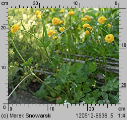 Ranunculus repens Flore Pleno