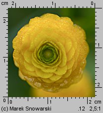 Ranunculus repens Flore Pleno