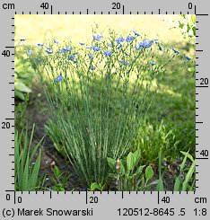 Linum perenne (len trwały)