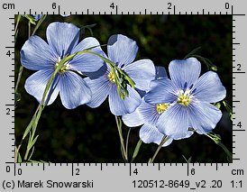 Linum perenne (len trwały)