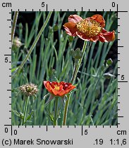 Geum coccineum (kuklik szkarłatny)