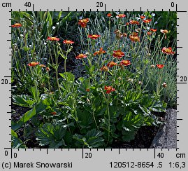 Geum coccineum (kuklik szkarłatny)