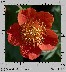 Geum coccineum (kuklik szkarłatny)