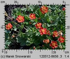 Geum coccineum (kuklik szkarłatny)