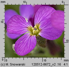 Aubrieta ×cultorum (żagwin ogrodowy)