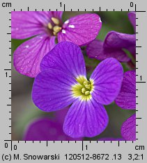 Aubrieta ×cultorum (żagwin ogrodowy)