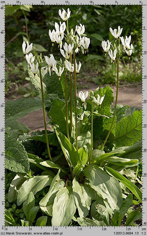 Primula meadia (bożykwiat Meada)