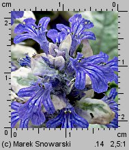 Ajuga reptans Burgundy Glow