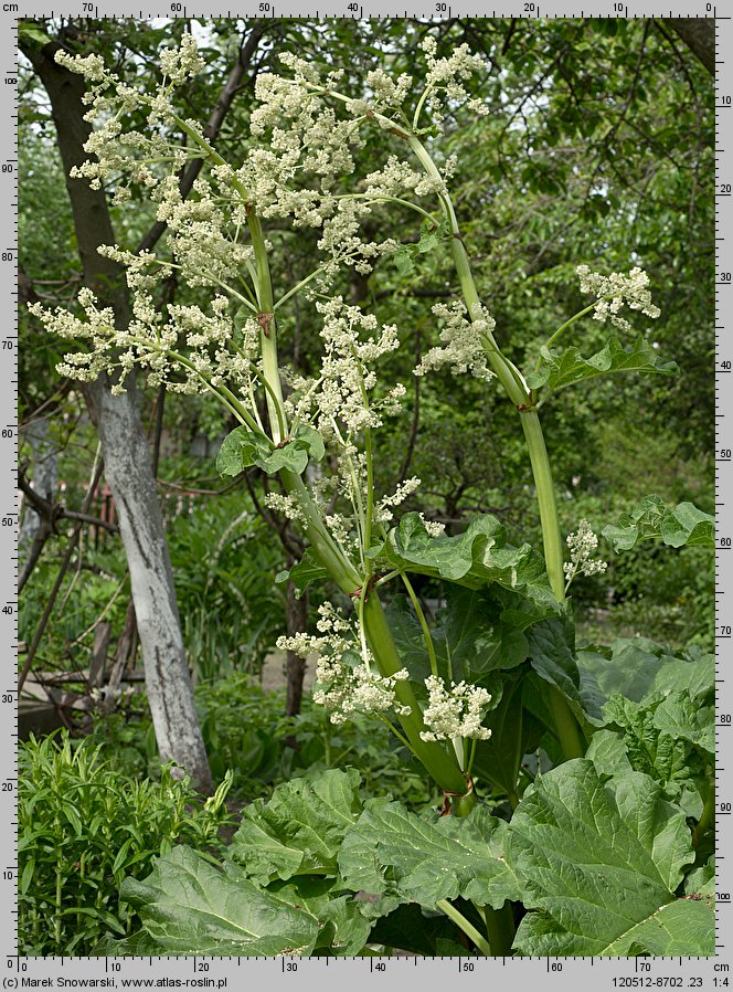 Rheum rhabarbarum (rabarbar kędzierzawy)