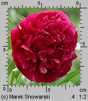 Paeonia lactiflora (piwonia chińska)