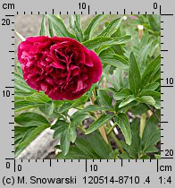 Paeonia lactiflora (piwonia chińska)