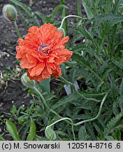 Papaver orientale (mak wschodni (ogr.))