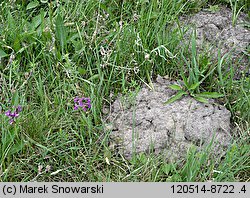 Orchis morio (storczyk samczy)