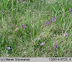 Orchis morio (storczyk samczy)