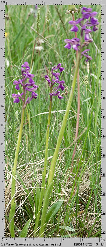 Orchis morio (storczyk samczy)