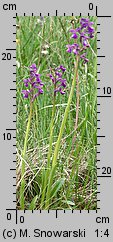 Orchis morio (storczyk samczy)