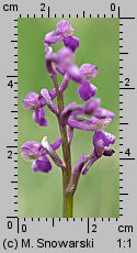 Orchis morio (storczyk samczy)