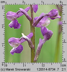 Orchis morio (storczyk samczy)