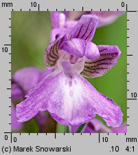 Orchis morio (storczyk samczy)