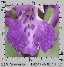 Orchis morio (storczyk samczy)