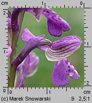 Orchis morio (storczyk samczy)