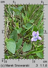 Viola canina s.str. (fiołek psi)