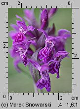 Dactylorhiza majalis (kukułka szerokolistna typowa)