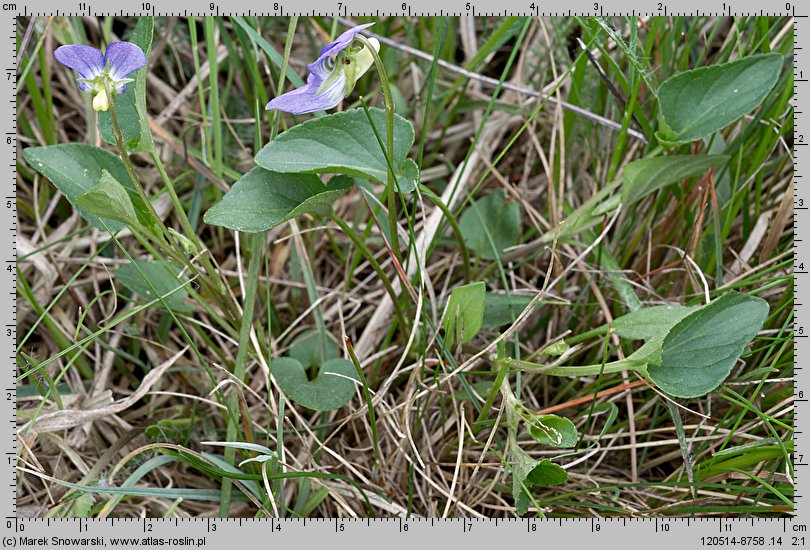 Viola canina s.str. (fiołek psi)