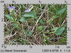 Viola canina s.str. (fiołek psi)