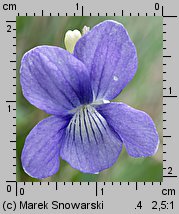 Viola canina (fiołek psi)