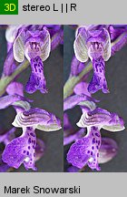 Orchis morio (storczyk samczy)