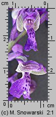 Orchis morio (storczyk samczy)