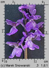 Orchis morio (storczyk samczy)