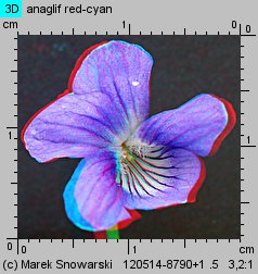Viola canina s.str. (fiołek psi)