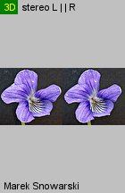 Viola canina s.str. (fiołek psi)