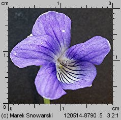 Viola canina s.str. (fiołek psi)